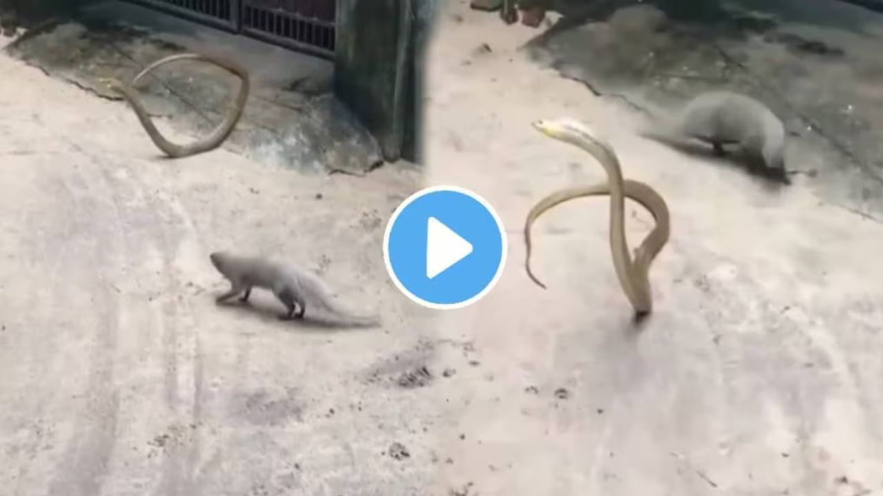 Viral video snake