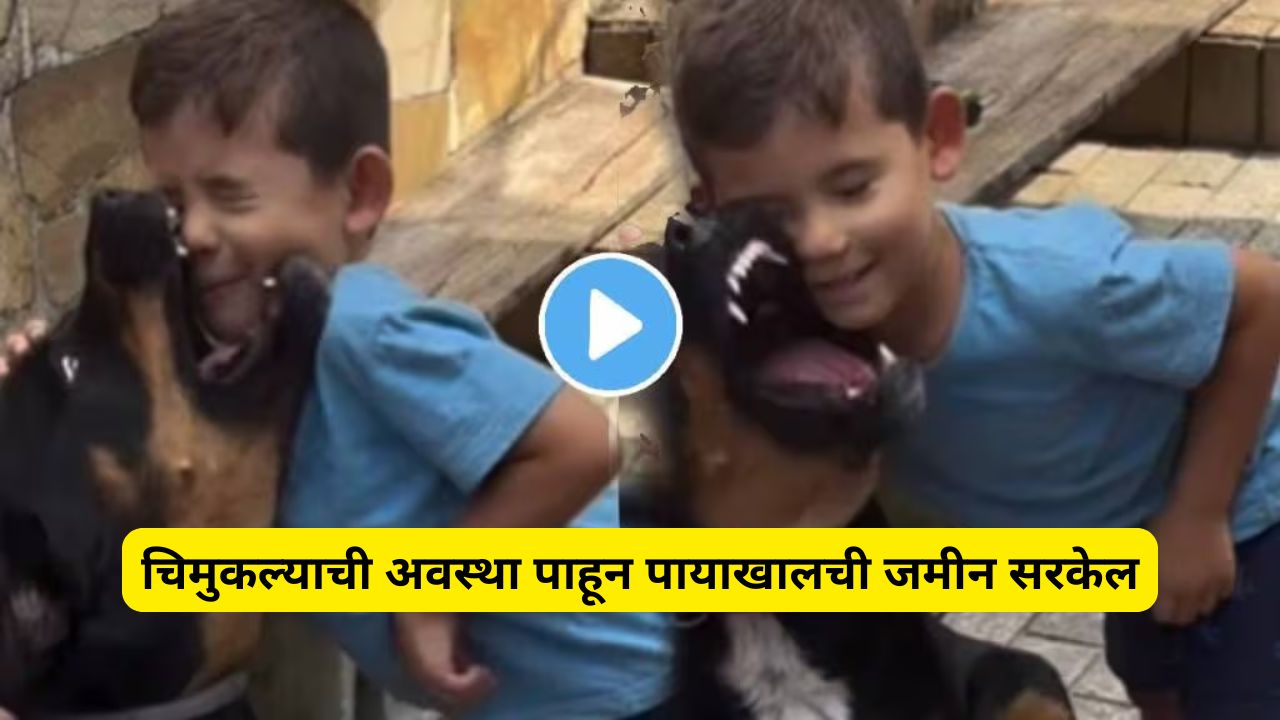 Dog attack on little boy